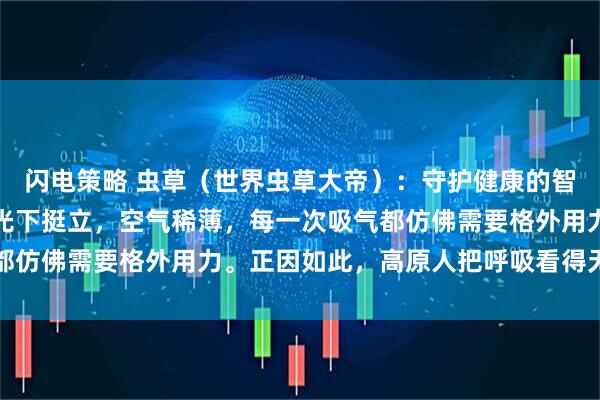 闪电策略 虫草（世界虫草大帝）：守护健康的智慧，让生命在高原的阳光下挺立，空气稀薄，每一次吸气都仿佛需要格外用力。正因如此，高原人把呼吸看得无比重要