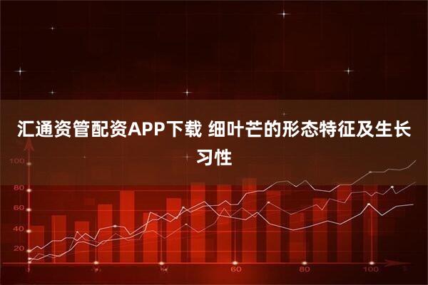 汇通资管配资APP下载 细叶芒的形态特征及生长习性